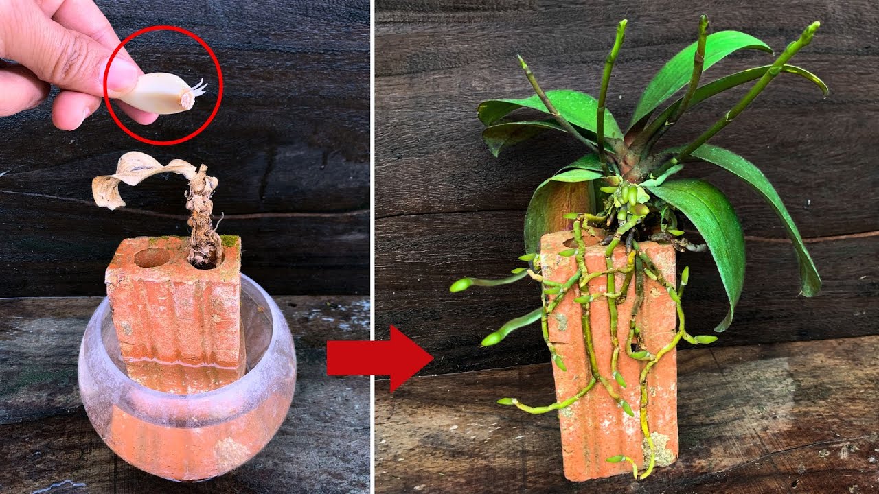 Only once! The dry plant immediately revived and bloomed 100 times more