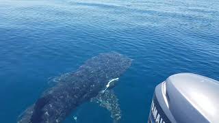 Whale Shark encounter off Port Douglas