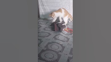 What people think owning a cat is like Expectation vs Reality #shorts #shortsvideo #catlover
