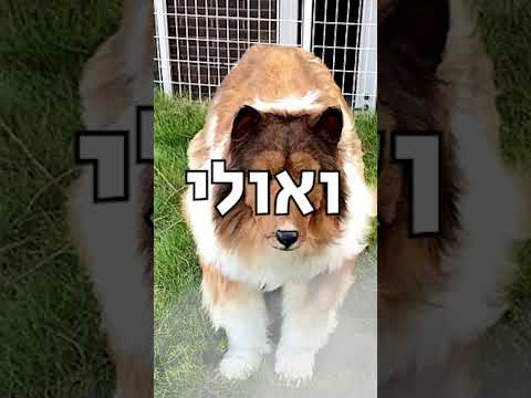 וִידֵאוֹ: 5 דרכים לטיפול באנמיה בכלבים