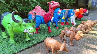 Sapi, Gajah, Kerbau, Domba, Kuda, Unta Melahirkan | Sapi Mandi Lumpur
