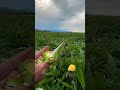 Yapraklar kurutulup bitki çayı oluyor atılmıyor Sipariş için geç kalmayın en taze zamanı#engineering