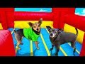Last Dog to Leave Bounce House Wins $10,000 | Pawzam Dogs