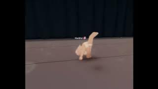 Freak - Violet Dance Company (January 2024, Maddison’s solo) 💜💃