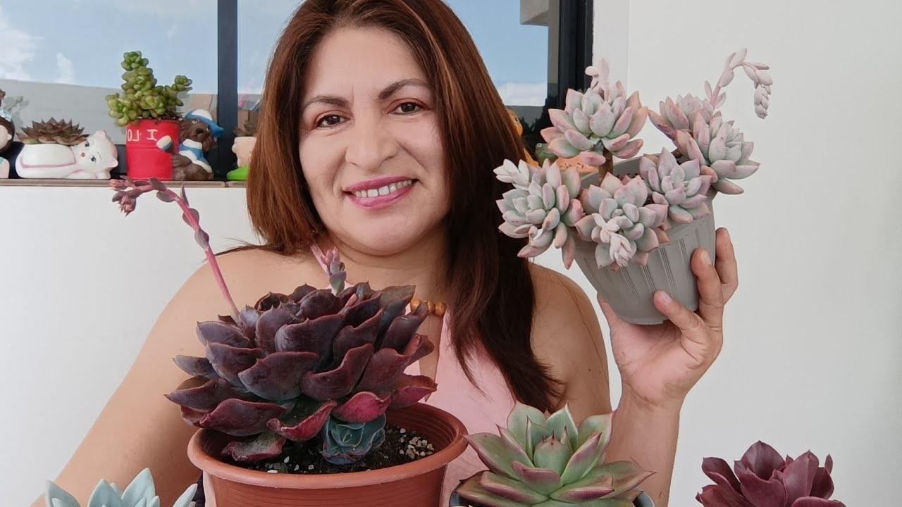 SUCULENTAS FAVORITAS DEL 2025. BIENVENIDO 2026 😍🎇