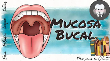 ¿Cuál es la función principal de la mucosa bucal?