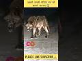 Shorts The Real Wild Wolf Appeared At Night Trending Viralshorts Shortvideo Viralvideo 