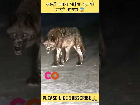 वीडियो: क्या आर्य ने अपने भयानक भेड़िये को देखा?