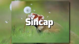 SİNCAP Resimi