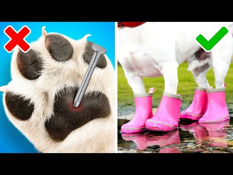 Vídeo: Prevenção de bolas de neve e bolas de gelo em almofadas de pé de cães