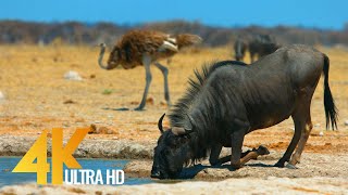 4K African Antelopes - Wild Animals Of Africa in 10 bit color - Part #2