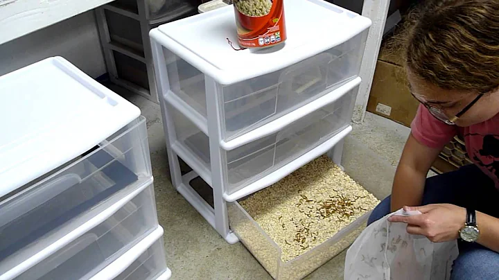Setting up a Mealworm Farm