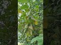 #nimbu