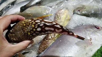 Cá Bò Hòm, cá Mao Ếch hình dạng xấu xí mà đắt tiền