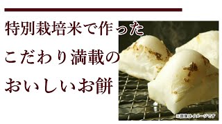 新潟県の特別栽培米を使用！もっちり香ばしく仕上げた風味豊かなお餅【新潟県村松産特別栽培米杵つきこがねもち】