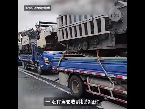 【河南阴雨小麦成熟发芽 收割机卡在高速路上】