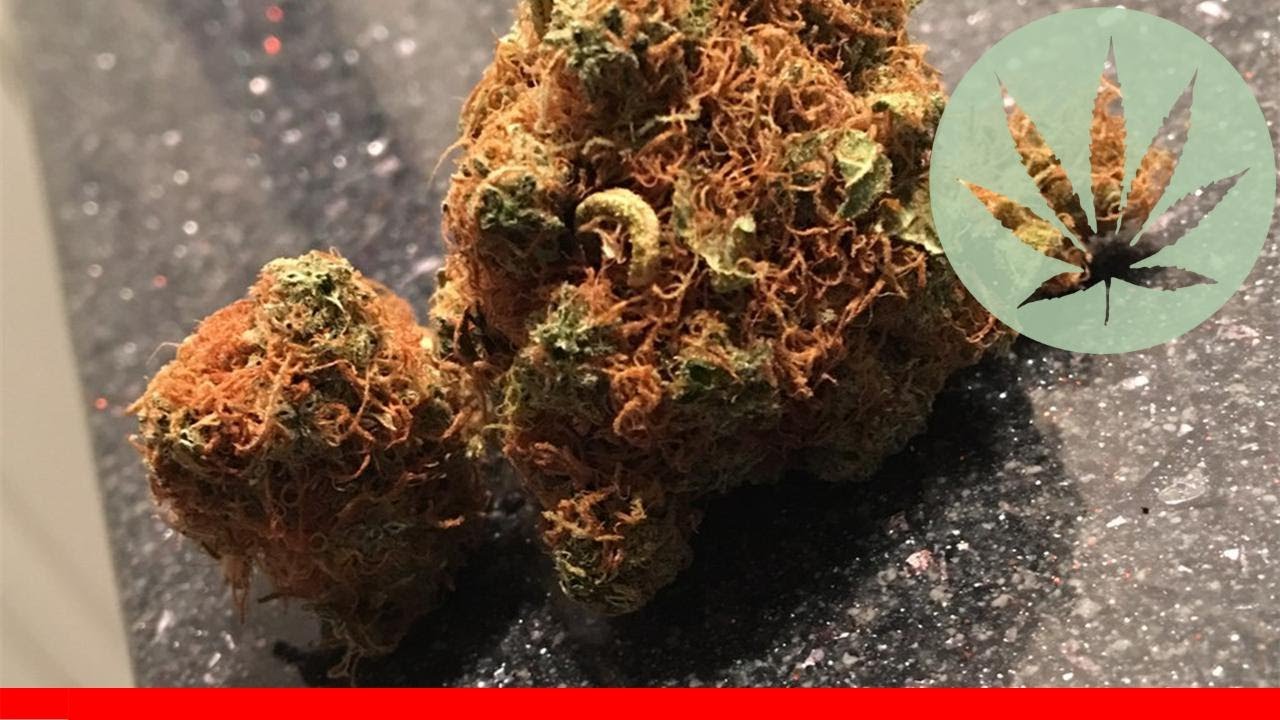 Orange Skunk - All About This Strain