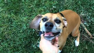 Beagle Boxer Dog mix brown with white sox