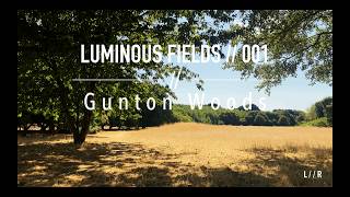 Luminous Fields // 001 | Gunton Woods