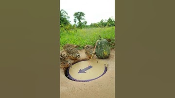 Technique Make Quick Quail Trap Using Paper #shorts #shortvideo #creative