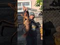 Is that legal? Friday March 13,2026 #spinylobster #fishing #lobster #losangeles #lobsterfish #socal
