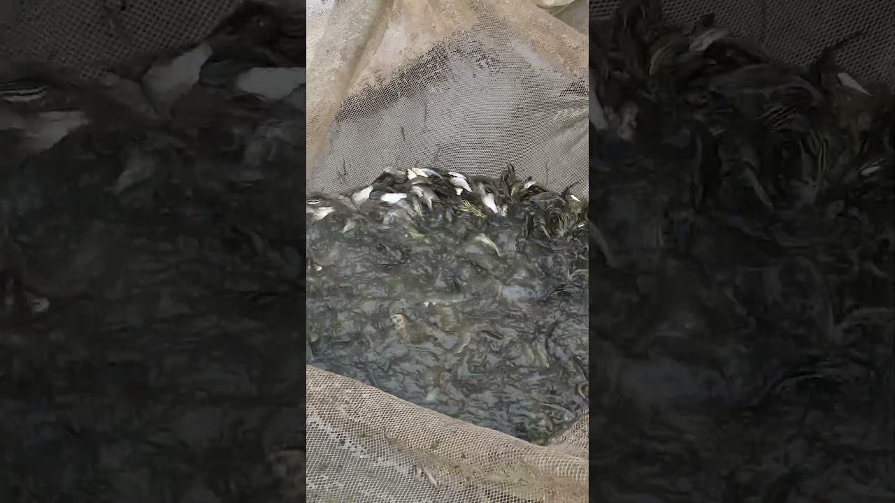 So Many Tengra Fish! Beel Fishing with Amazing Technique 