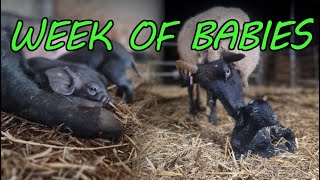 After FLOODING Come BABIES - Piglets, Lambs and Chicks Arrive by Brimwood Farm 801 views 2 months ago 9 minutes, 41 seconds