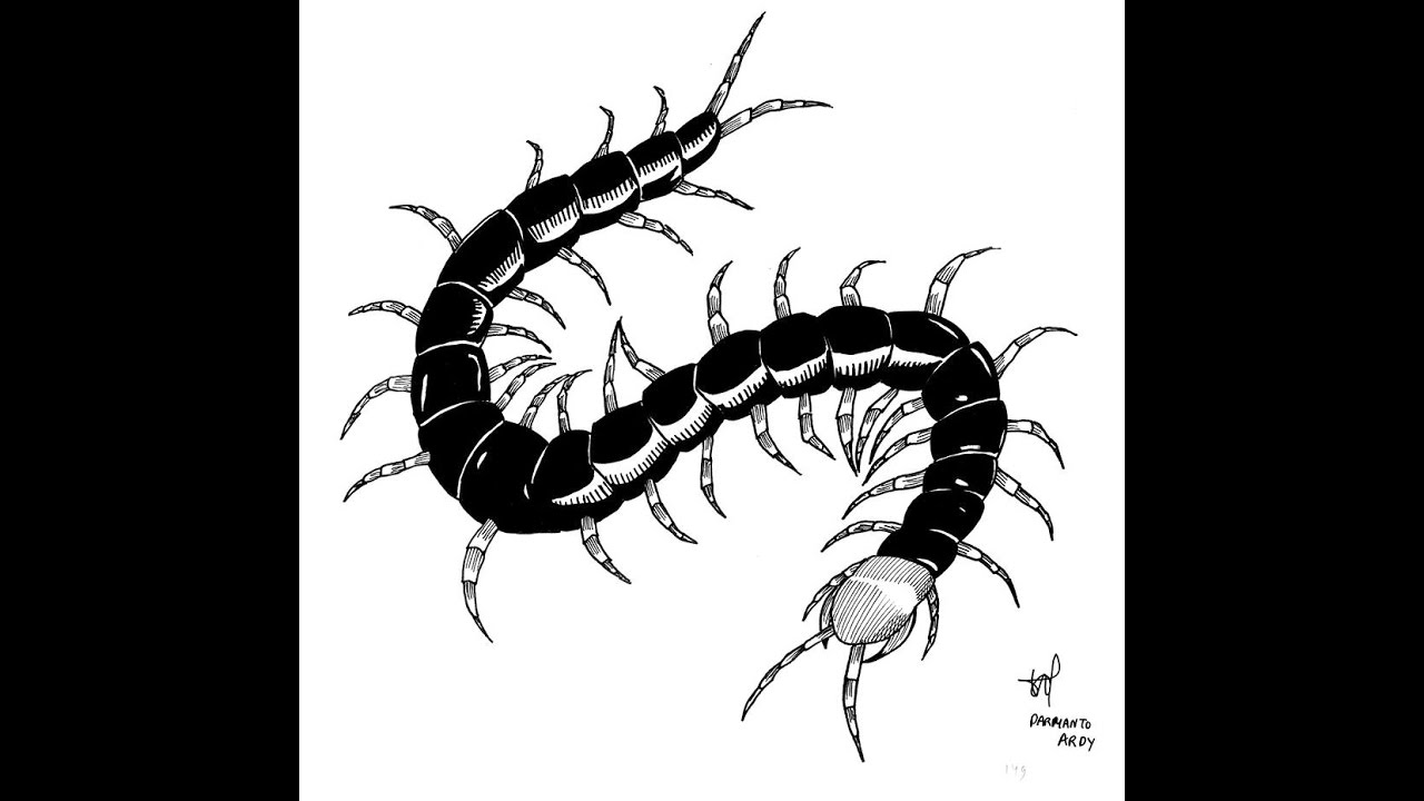 How to Draw Centipede Drawing TV ID - YouTube.