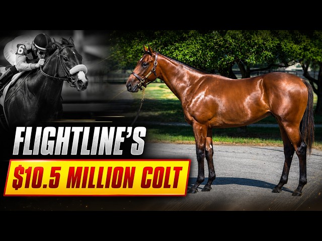 How Good Is The Undefeated Flightline as a Stallion? 2026 Progeny