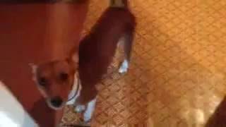 #Басенджи разговаривает и воет. #Basenji howling talking and singing ))). #Басенджи разговаривает и воет. #Basenji howling talking and singing ))).