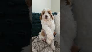 Moxie - F1B Female Standard Goldendoodle #puppies #dogs #dogsofyoutube #doodle #goldendoodle #puppy