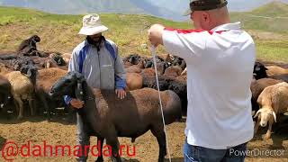 Гиссарские овцы, обмер кучкаров из обычной отары селения Намозгах.