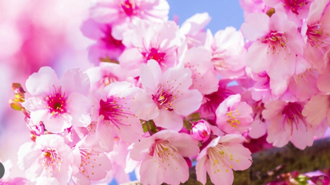 Spring Ambience Overlay for Premiere Pro | Enhance Your Videos with the Freshness of Spring