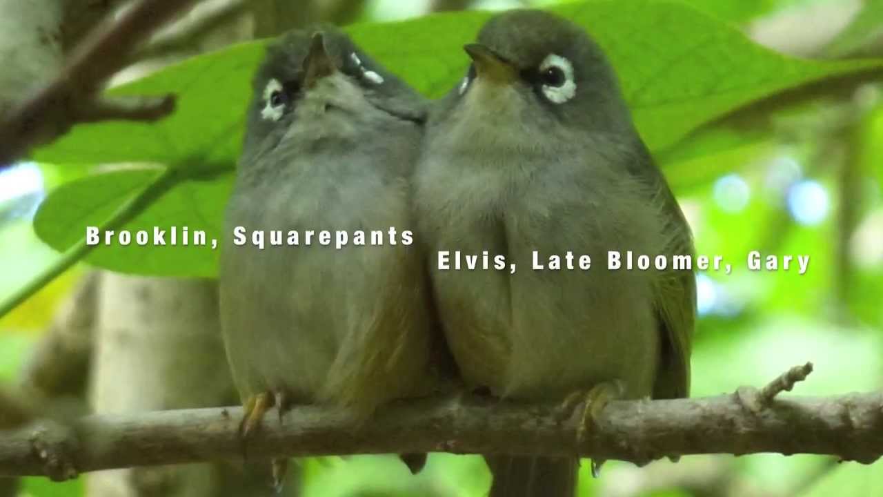 ecology jobs Sexy And I Know It - Olive White-Eyes Style