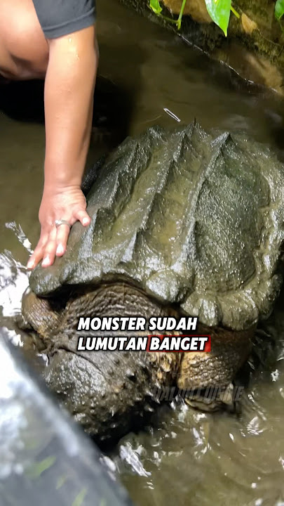 KURAS KOLAM KURA MONSTER ISOGU