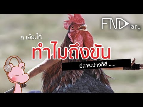 วีดีโอ: ทำไมไก่ขันขัน
