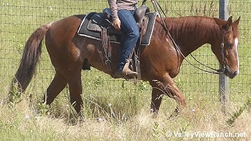 Rex Named Sioux - trail riding! - ValleyViewRanch.net
