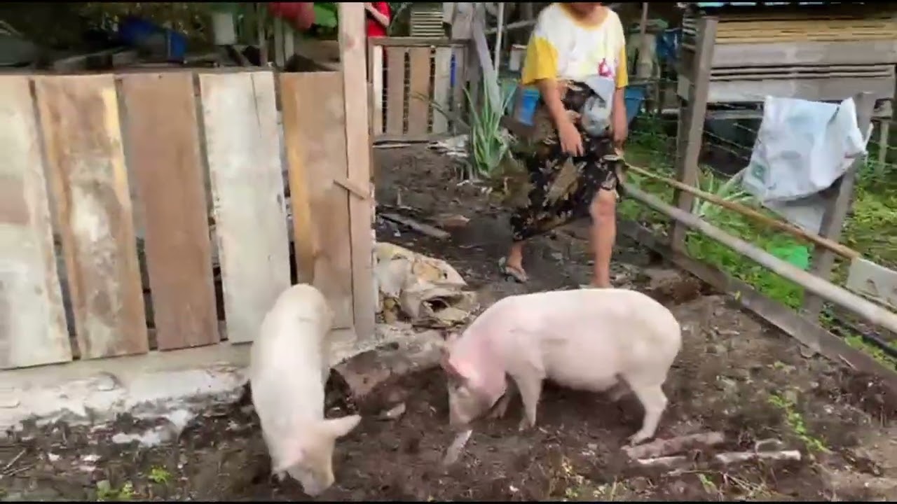 Gaga Amai Seduai ia lepas....// Meri Babi Makai