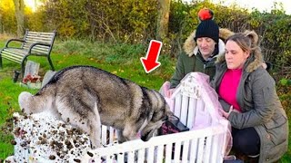 An Old Wolf Began Digging The Child's Grave In Front Of His Parents. What He Dug Up Was Shocking by The Animal Gaze 1,520 views 2 days ago 16 minutes