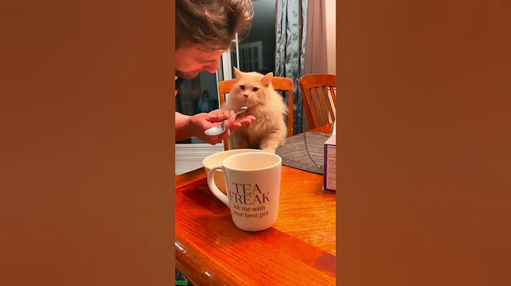 Watch the video about Cat Funny Videos 🥰 kitten meowing 🥰 # #4921