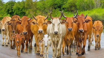 Funny Herding Tame Cows Every Afternoon - Funny Cows. Dancing Cows. Cows Sounds. Cows Eating Grass.2