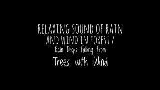 Relaxing Sound of Rain and Wind in Forest / Rain Drops Falling From Trees with Wind