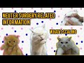 Neuter surgery related information | what is scaling? | Charges of neuter surgery | baby brownie..