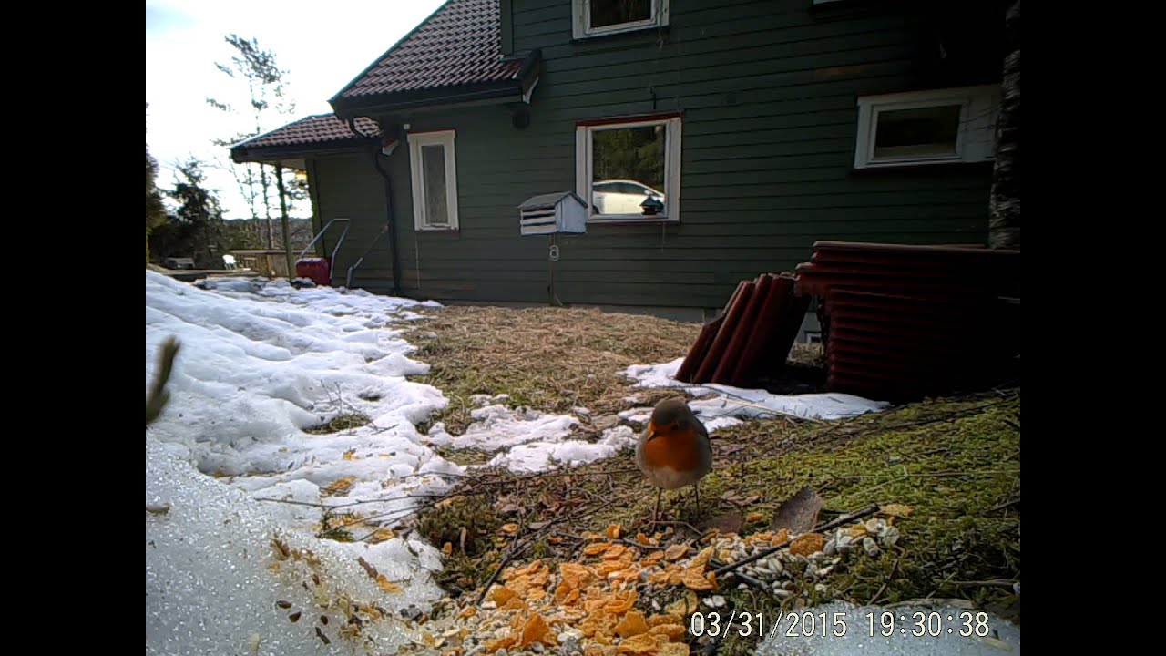 LTL Acorn 6310 WMG Videotest HD - 12mp - European robin Norway