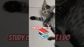 I Dont Like To Study   cats catshorts funny cutecat cuteanimals pets catlig67
