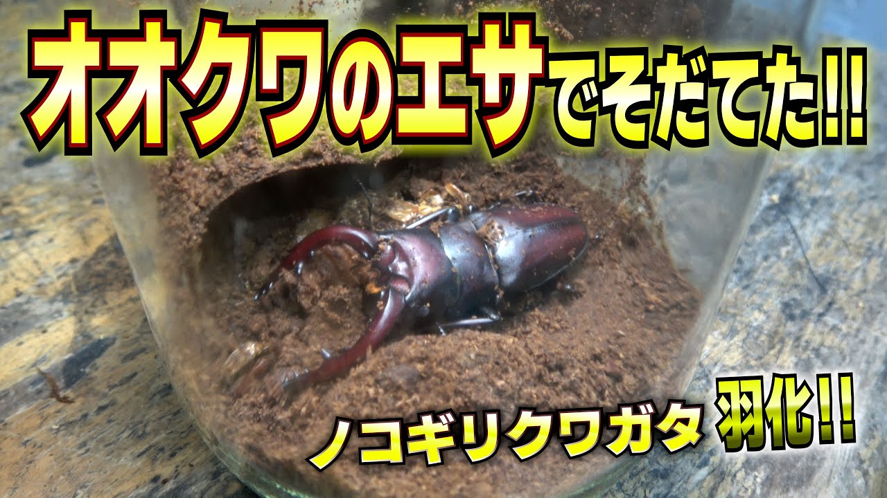 ノコギリクワガタが羽化しました