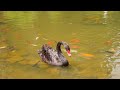 Black Swan With Koi Stock Video