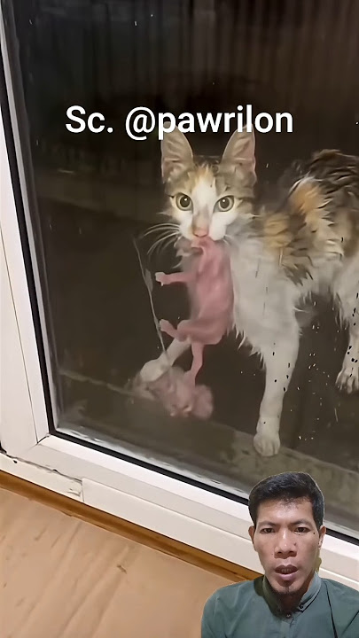 SUASANA YANG HUJAN ☔☔ MEMBUAT ANAK KUCING 🐱🐱 KEDINGINAN.