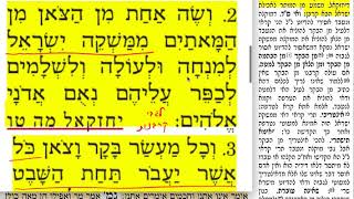 הדף היומי מסכת תמורה דף כט Daf yomi Temurah daf 29