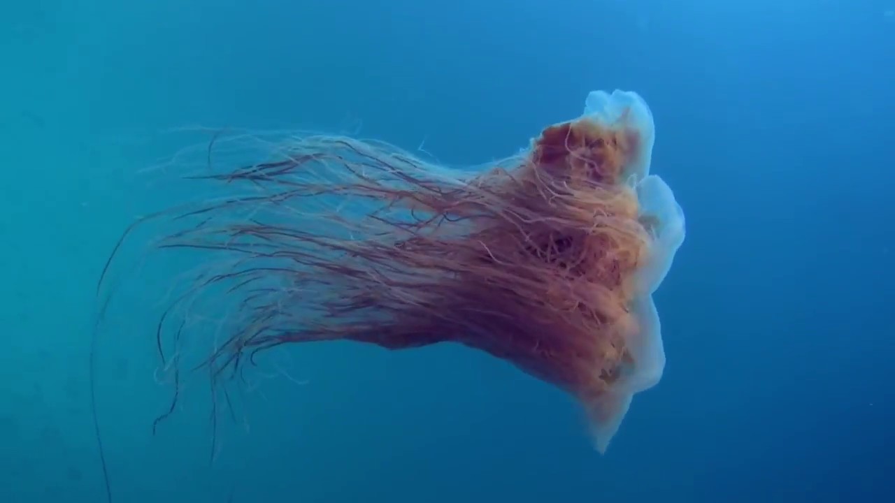 Diving in Resurrection Bay, Alaska